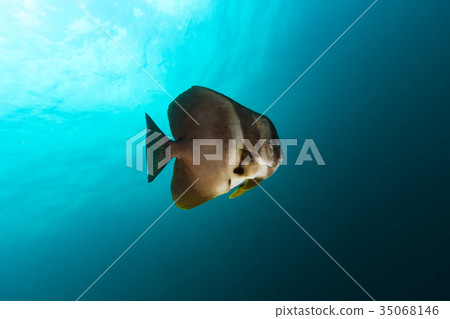 Teira Batfish (Platax teira) in the blue 35068146