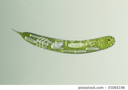 Midorimu（Euglena） 35068196