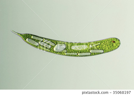 Midorimu（Euglena） 35068197