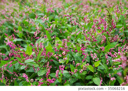 靛藍花 靛藍花 35068216