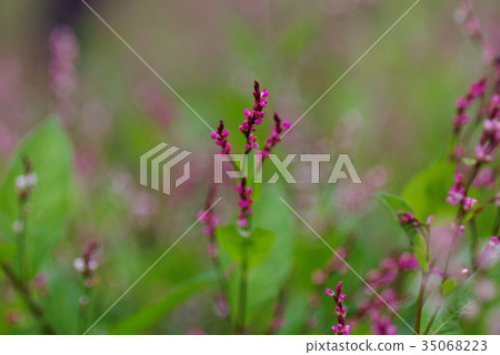 Indigo flower 35068223