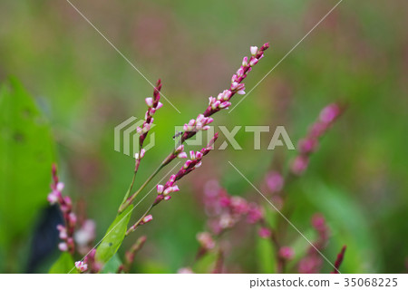 靛藍花 靛藍花 35068225