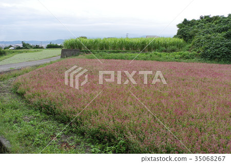 Indigo flower 35068267