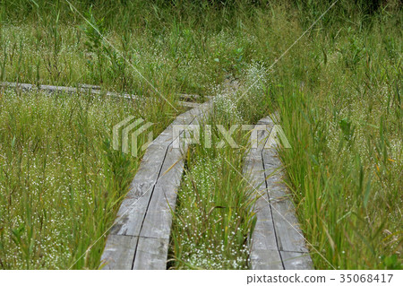 Shiratama Hoshikissa集團 35068417