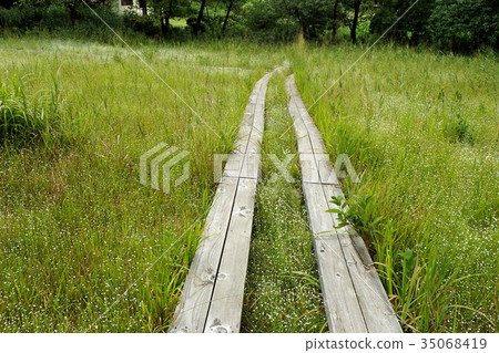 Shiratama Hoshikissa集團 35068419