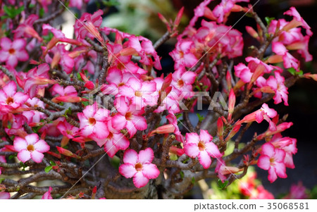 Desert Rose or  Red Desert Flower 35068581