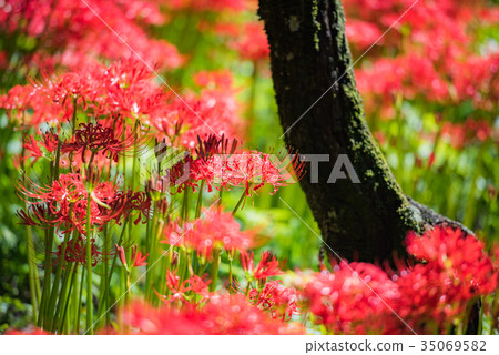 Red flower, cluster amaryllis, red flower, autumn, autumn flower, in the forest 35069582