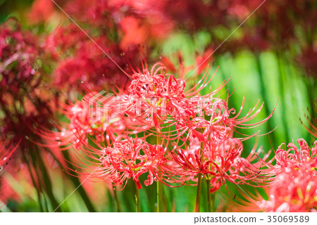 紅色花,群孤挺花,紅色花,秋天,秋天花,在森林裡 紅色花,群孤挺花,紅色花,秋天,秋天花,在森林裡 35069589