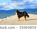 伯恩山犬 35069859