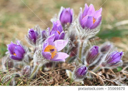 Early spring flower Greater pasqueflower  35069870