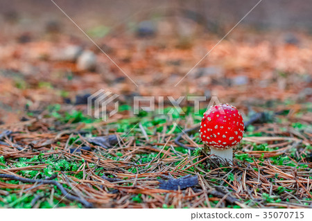 Red poisonous Amanita mushroom Red poisonous Amanita mushroom 35070715