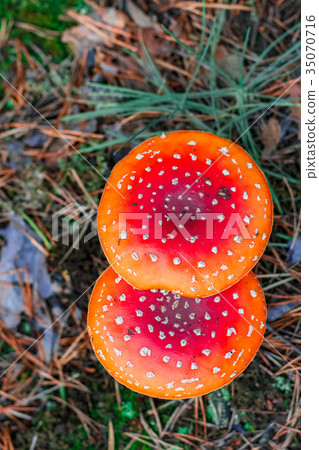 Red poisonous Amanita mushrooms 35070716