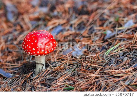 Red poisonous Amanita mushroom Red poisonous Amanita mushroom 35070717