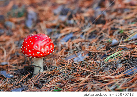Red poisonous Amanita mushroom 35070718