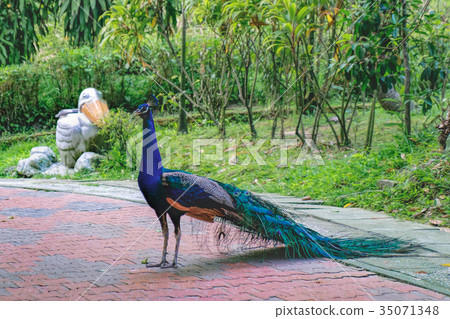 Portrait of indian male Peacock Portrait of indian male Peacock 35071348