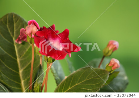 Indoor flowers Flowering Red gloxinia 35072044