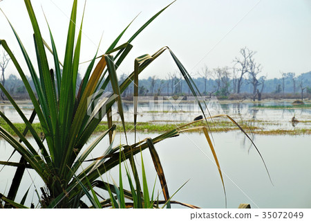 Beautiful lake around Neak Pean Temple, Cambodia Beautiful lake around Neak Pean Temple, Cambodia 35072049