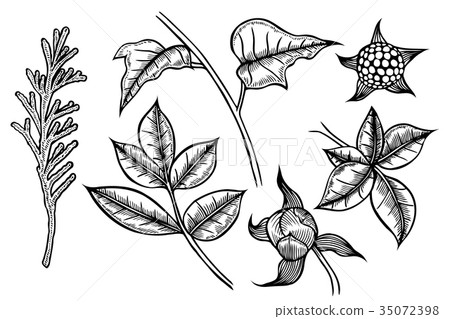 set of plants painted by hand set of plants painted by hand 35072398