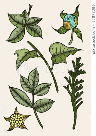 set of plants painted by hand set of plants painted by hand 35072399