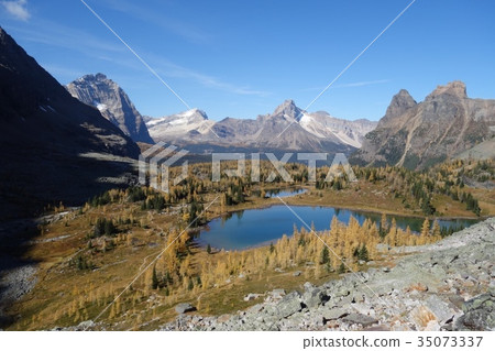 Canadian Rockies_Lake O'Hara_Yellow-leaf larch and lake_Overview Canadian Rockies_Lake O'Hara_Yellow-leaf larch and lake_Overview 35073337