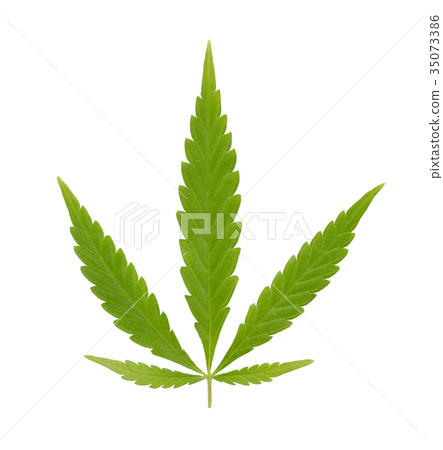 Hemp, cannabis fan leaf, over white 35073386