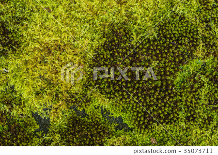green moss background texture beautiful in nature green moss background texture beautiful in nature 35073711