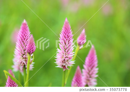 Nogeitou flower 35073778