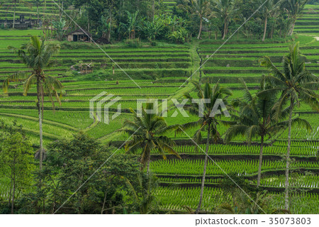 Rice terraces in Tegallalang, Ubud, Bali 35073803