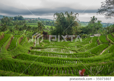 Rice terraces in Tegallalang, Ubud, Bali 35073807