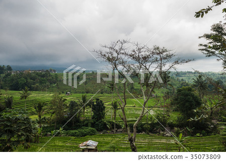 Rice terraces in Tegallalang, Ubud, Bali 35073809