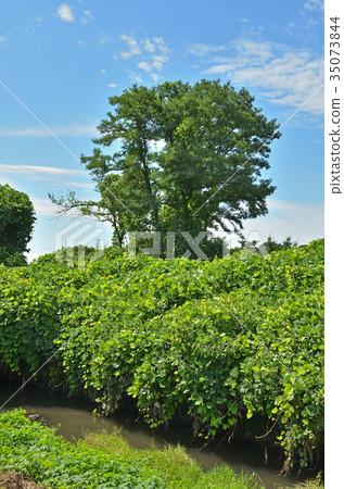 Minoru Numada:卡達亞河的流量 Minoru Numada:卡達亞河的流量 35073844