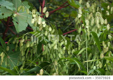 Wild oats Wild oats 35073928