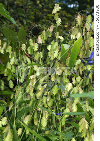Wild oats Wild oats 35073930