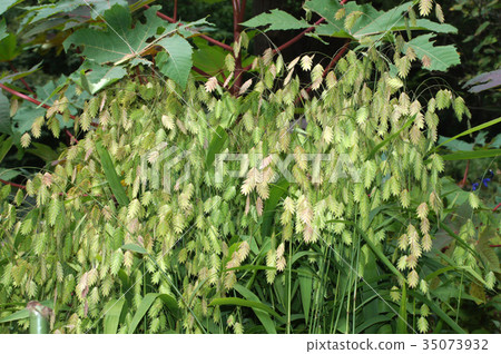 Wild oats Wild oats 35073932