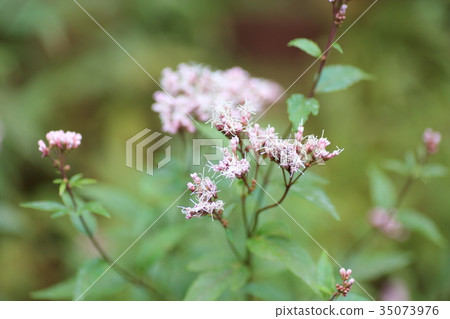 富士巴卡瑪花 35073976