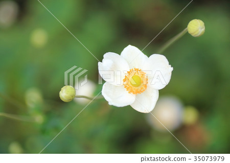 Shuigayuki花 Shuigayuki花 35073979