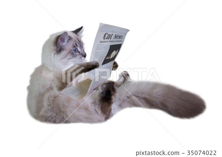 The cat is reading a newspaper 35074022