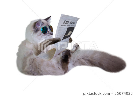 Funny cat is sitting and reading a newspaper 35074023
