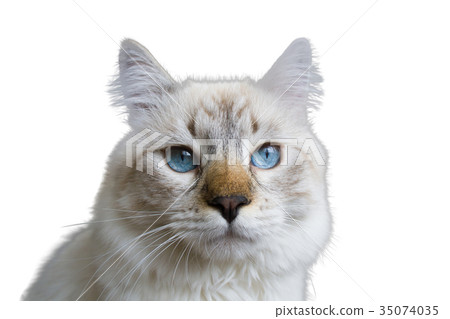 Siberian young cat 35074035