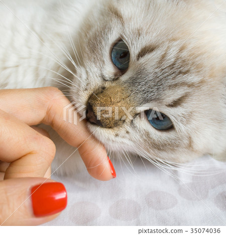 Siberian young cat Siberian young cat 35074036