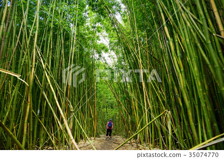 Path through dense bamboo forest 35074770