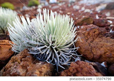 Haleakala silversword, highly endangered plant Haleakala silversword, highly endangered plant 35074790
