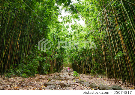 Path through dense bamboo forest 35074817