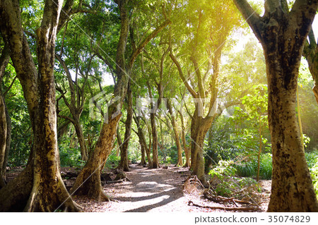 Beautiful path through tropical rain forest Beautiful path through tropical rain forest 35074829