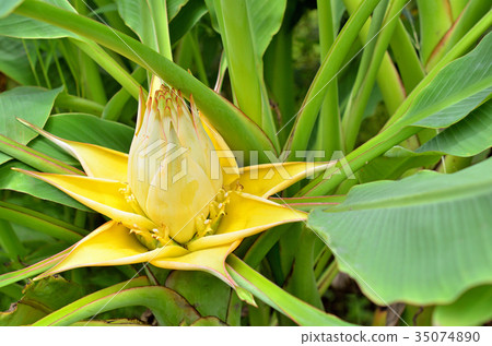 Plant: Chukin ranrene family Plant: Chukin ranrene family 35074890