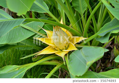 Plant: Chukin ranrene family Plant: Chukin ranrene family 35074893