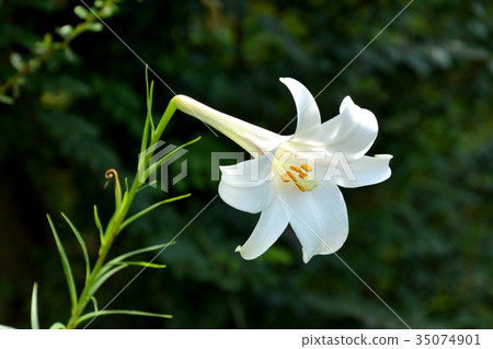 植物：百合鴨百合 35074901