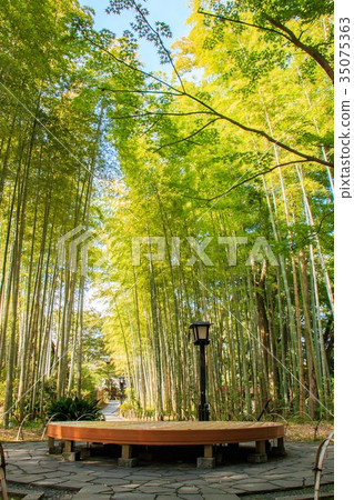 Shuzenji Bamboo Forest Path 35075363