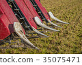 Scenery of harvesting 35075471