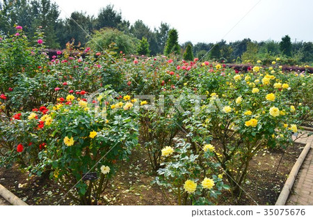 秋天羅斯開花的菜園 35075676